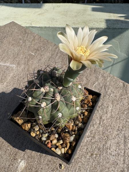 Gymnocalycium spec.